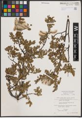 Foto von Salix foetida Schleich. ex DC.